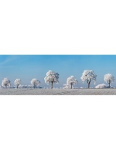 Árbol de callejón con escarcha, Baviera, Alemania