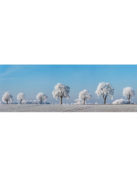 Árbol de callejón con escarcha, Baviera, Alemania