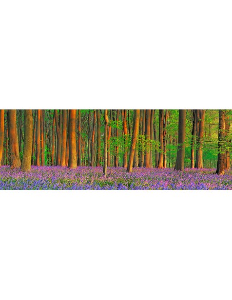 Bosque de hayas con campanillas azules, Hampshire, Inglaterra
