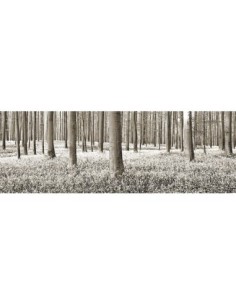 Bosque de hayas con campanillas azules, Bélgica