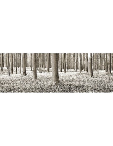 Bosque de hayas con campanillas azules, Bélgica