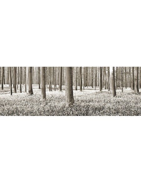 Bosque de hayas con campanillas azules, Bélgica