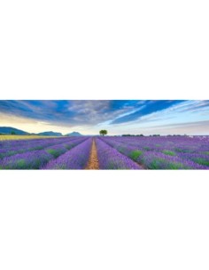 Campo de lavanda, Francia
