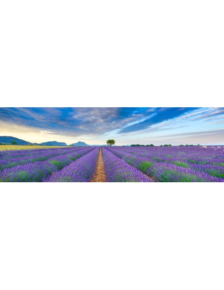 Campo de lavanda, Francia