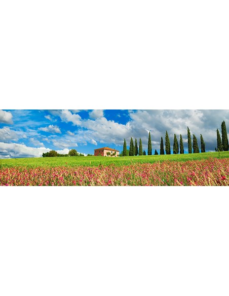 Paisaje con callejón de cipreses y esparcetas, San Quirico d'Orcia, Toscana