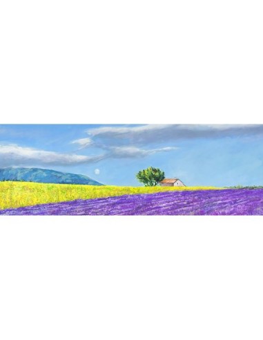 campos de lavanda