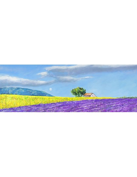 campos de lavanda