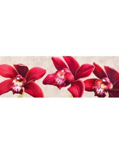 Orquídeas elegantes