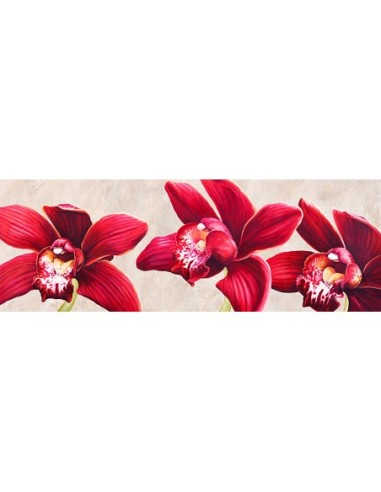 Orquídeas elegantes