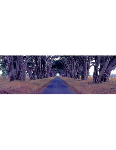 Cipreses de Monterey, Point Reyes, California