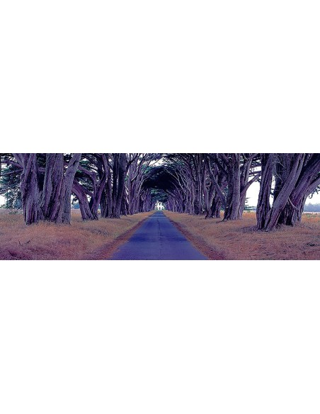 Cipreses de Monterey, Point Reyes, California