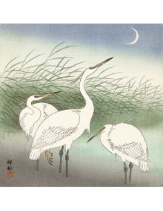 Garzas en aguas poco profundas