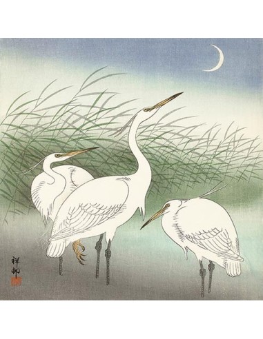 Garzas en aguas poco profundas