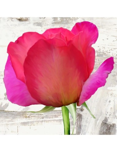 Rosas de primavera II