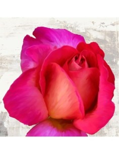 Rosas de primavera III