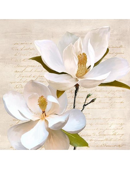 Magnolia marfil II